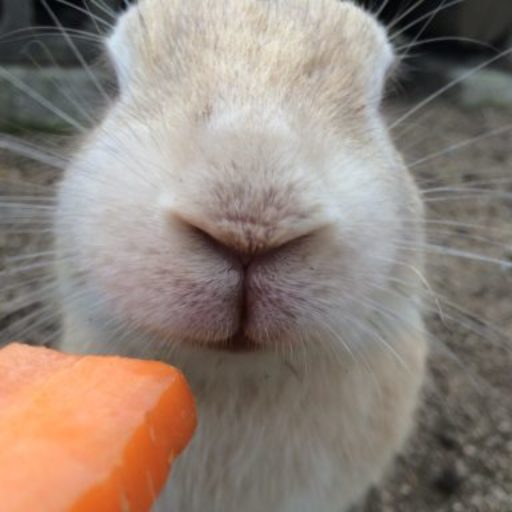 瀬戸内うさぎ商店はこんなブログです。