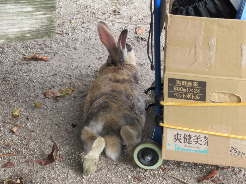 うさぎ