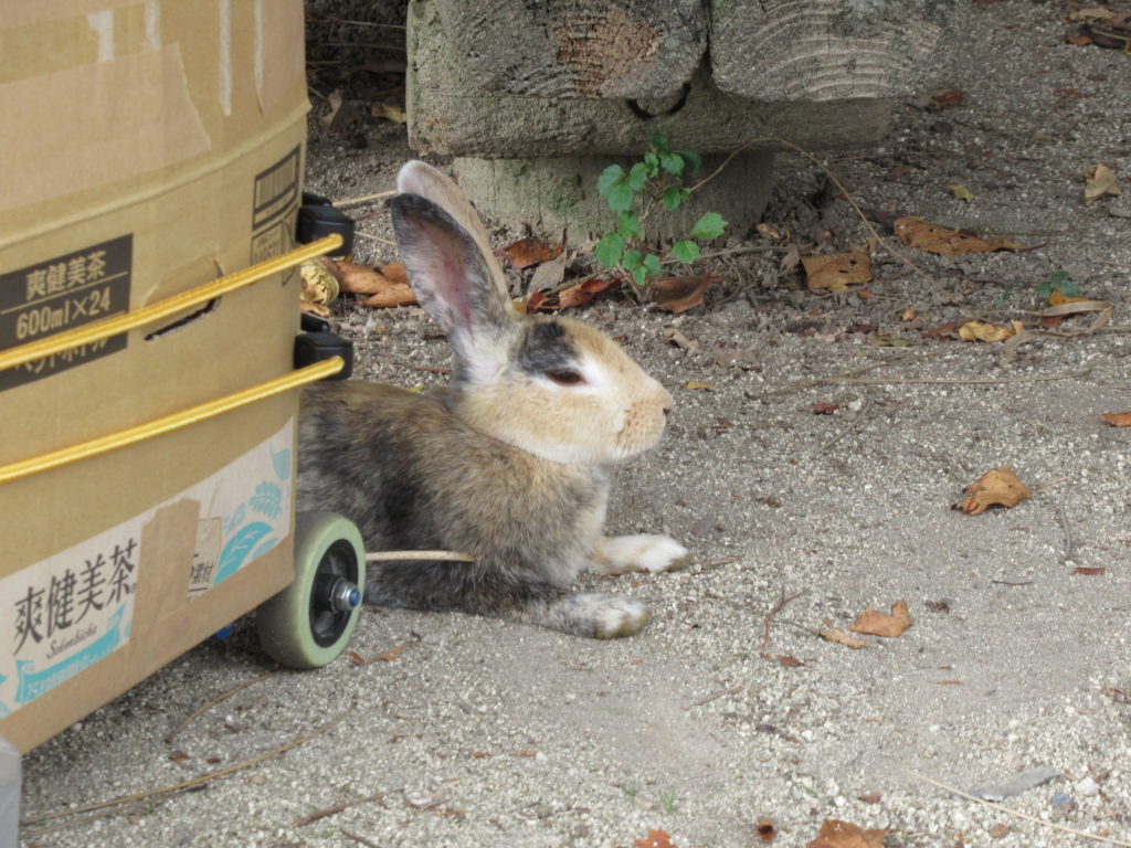 うさぎ