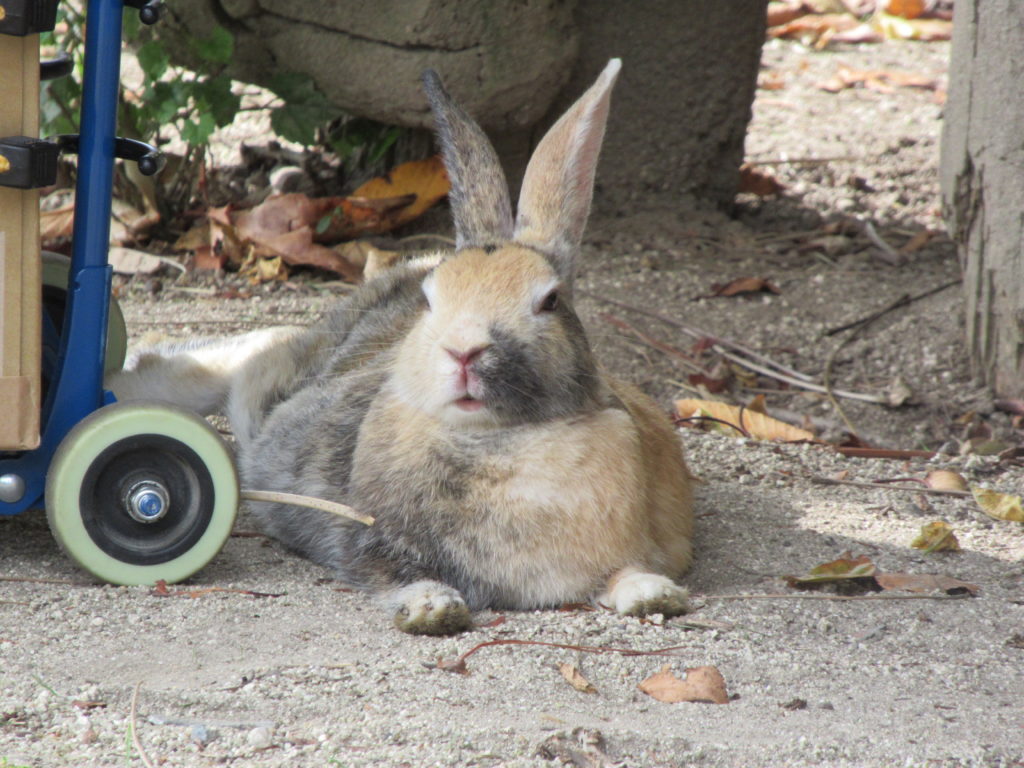 うさぎ