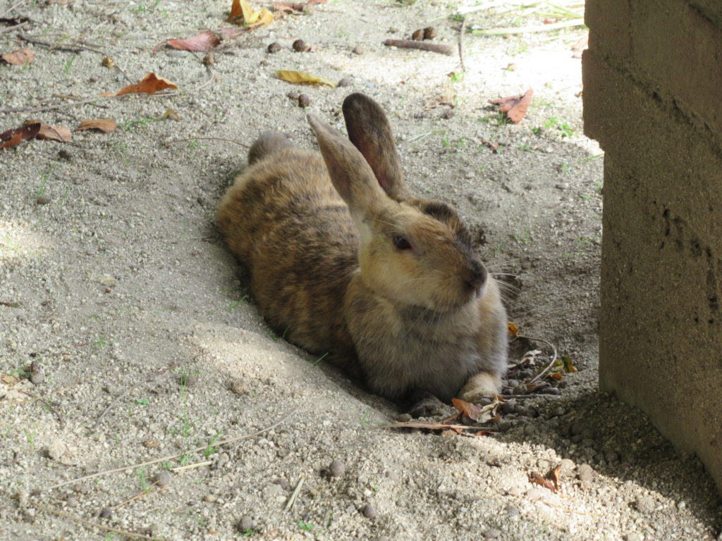 うさぎ