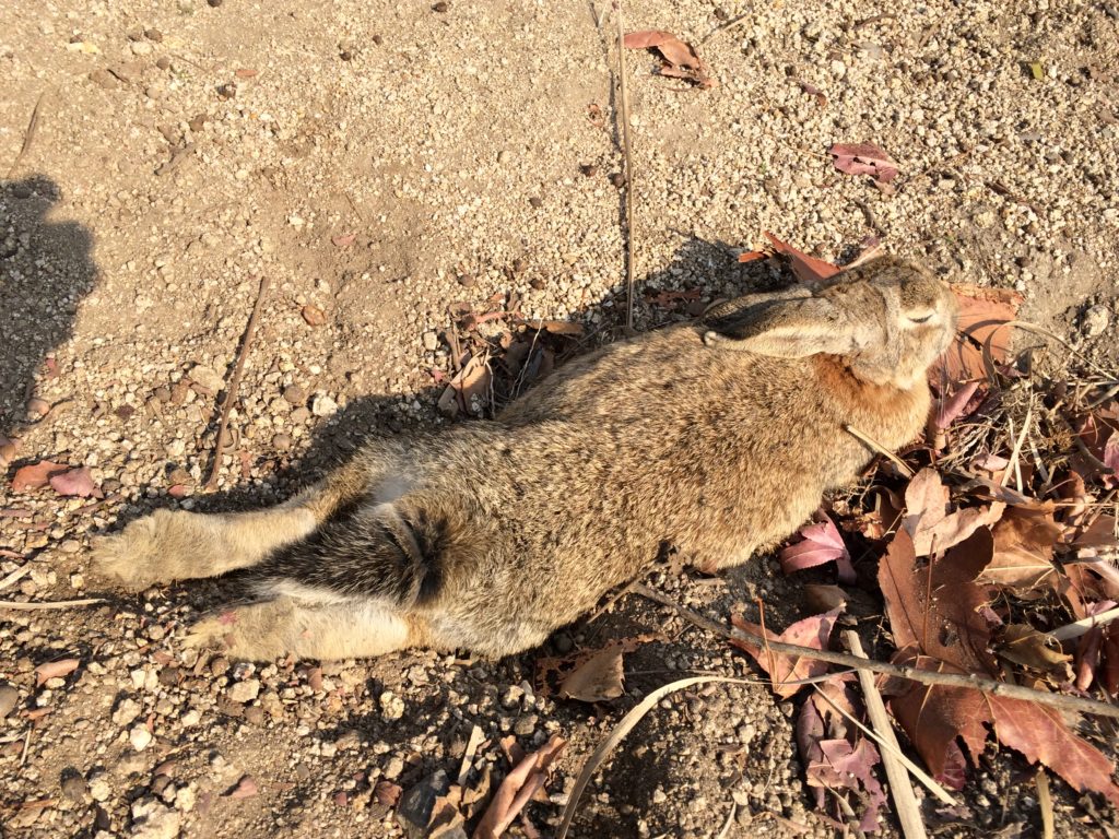 うさぎ