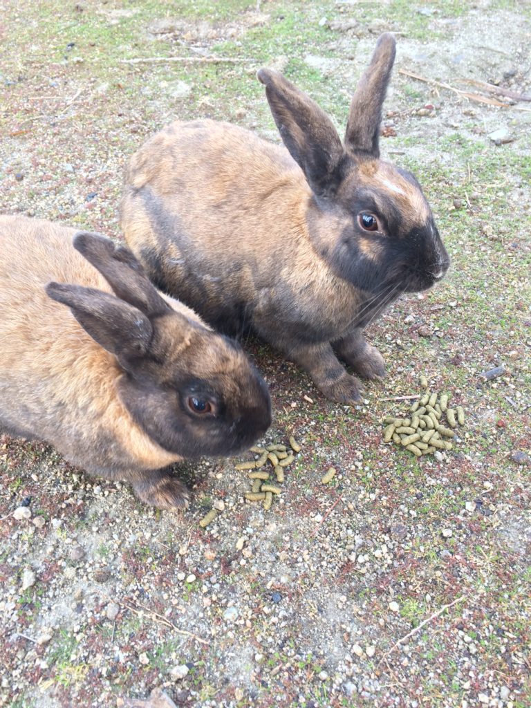 お食事中のうさぎ