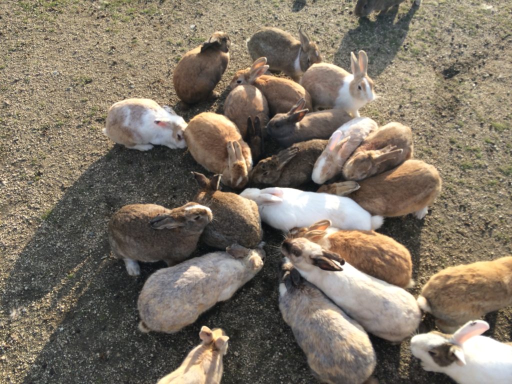 食事中のうさぎ