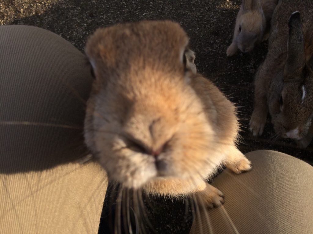 うさぎのドアップ