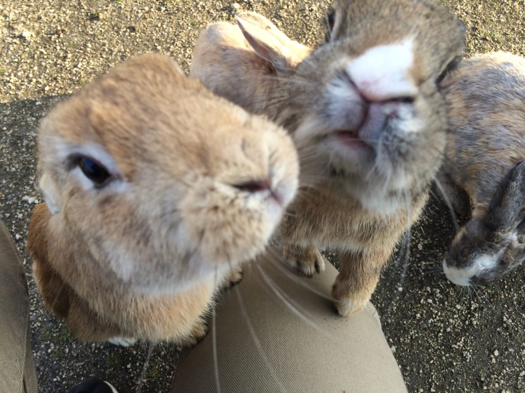 うさぎのドアップ