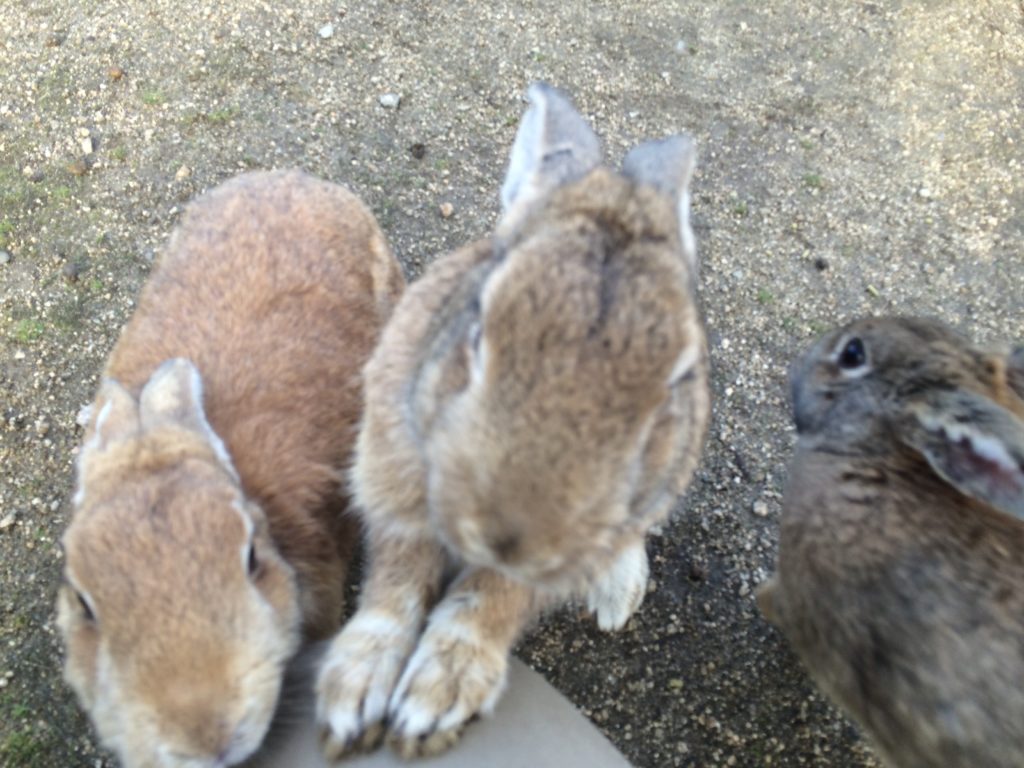 うさぎのドアップ