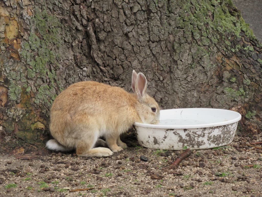 水を飲むうさぎ