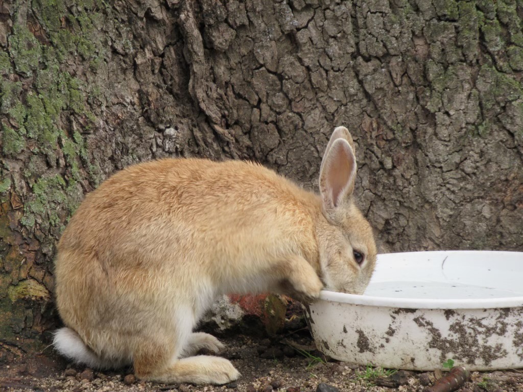 水を飲むうさぎ