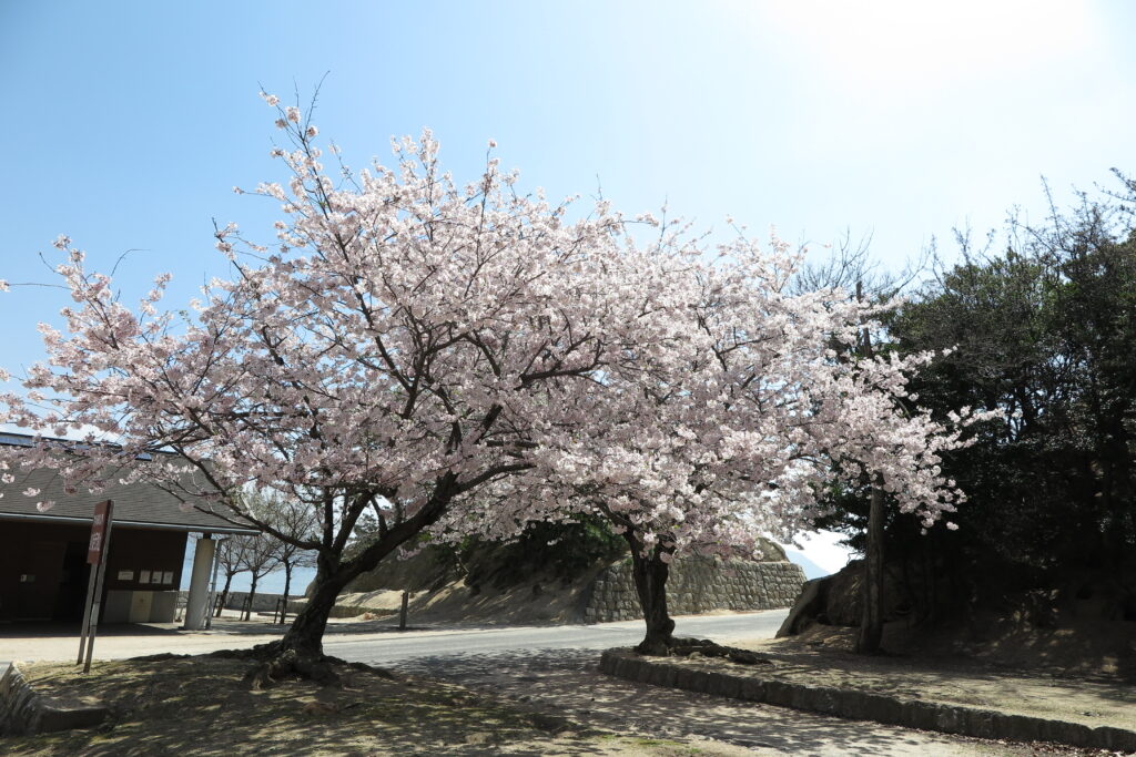 大久野島の桜