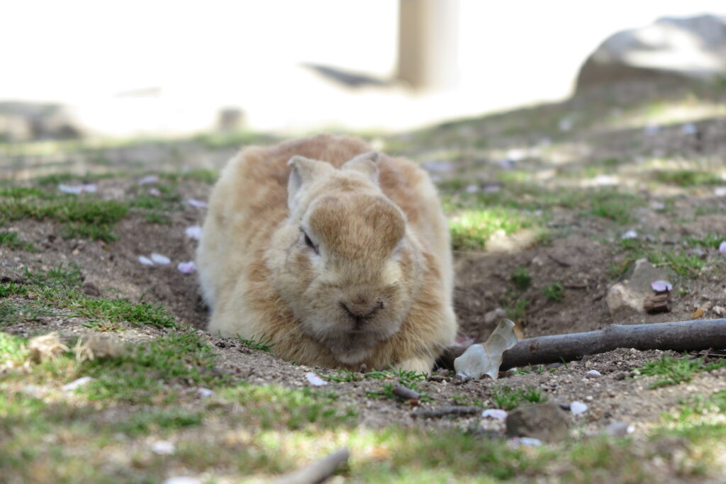 寝るうさぎ