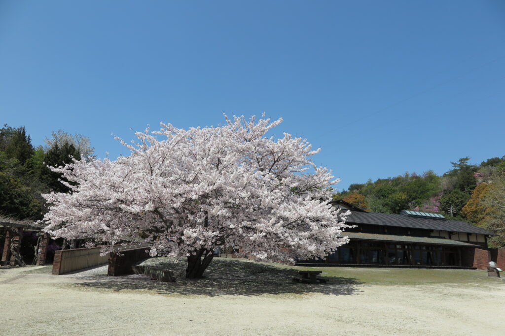 大久野島の桜