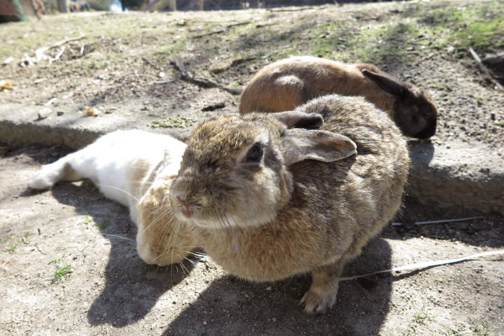 住人のうさぎさんたち