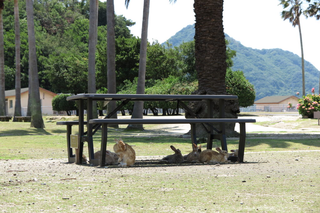 ベンチで休むうさぎ