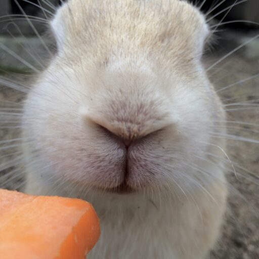 瀬戸内うさぎ商店