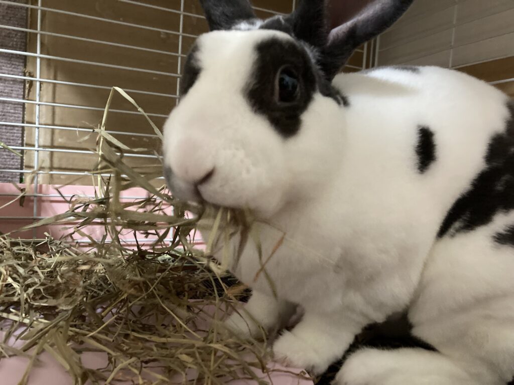 牧草を食べるうさぎさん。