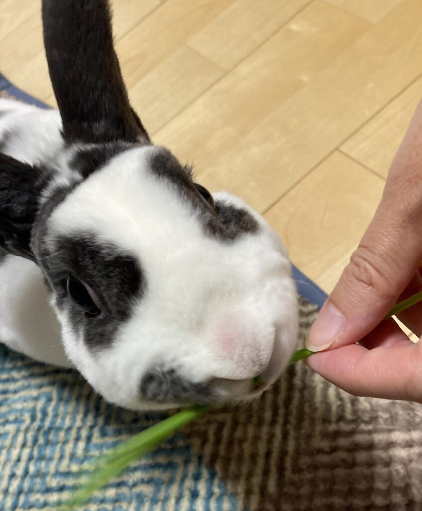 えん麦を食べるうさぎ