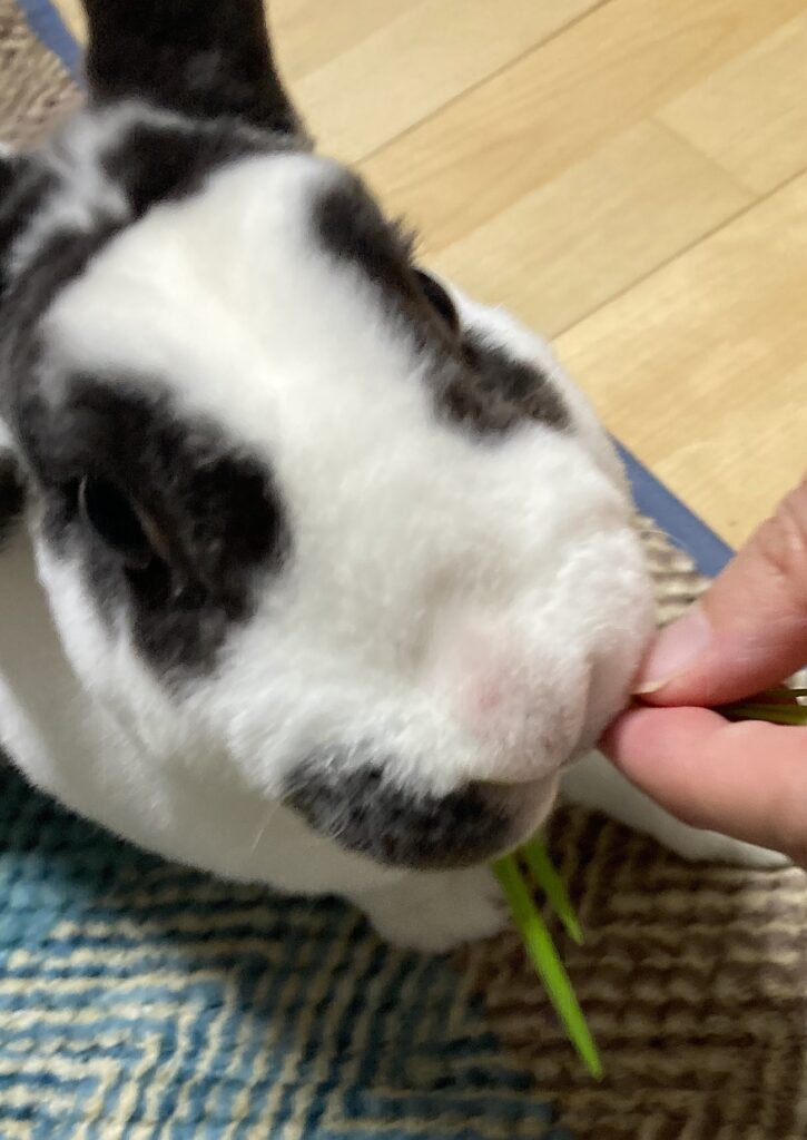 えん麦を食べるうさぎ