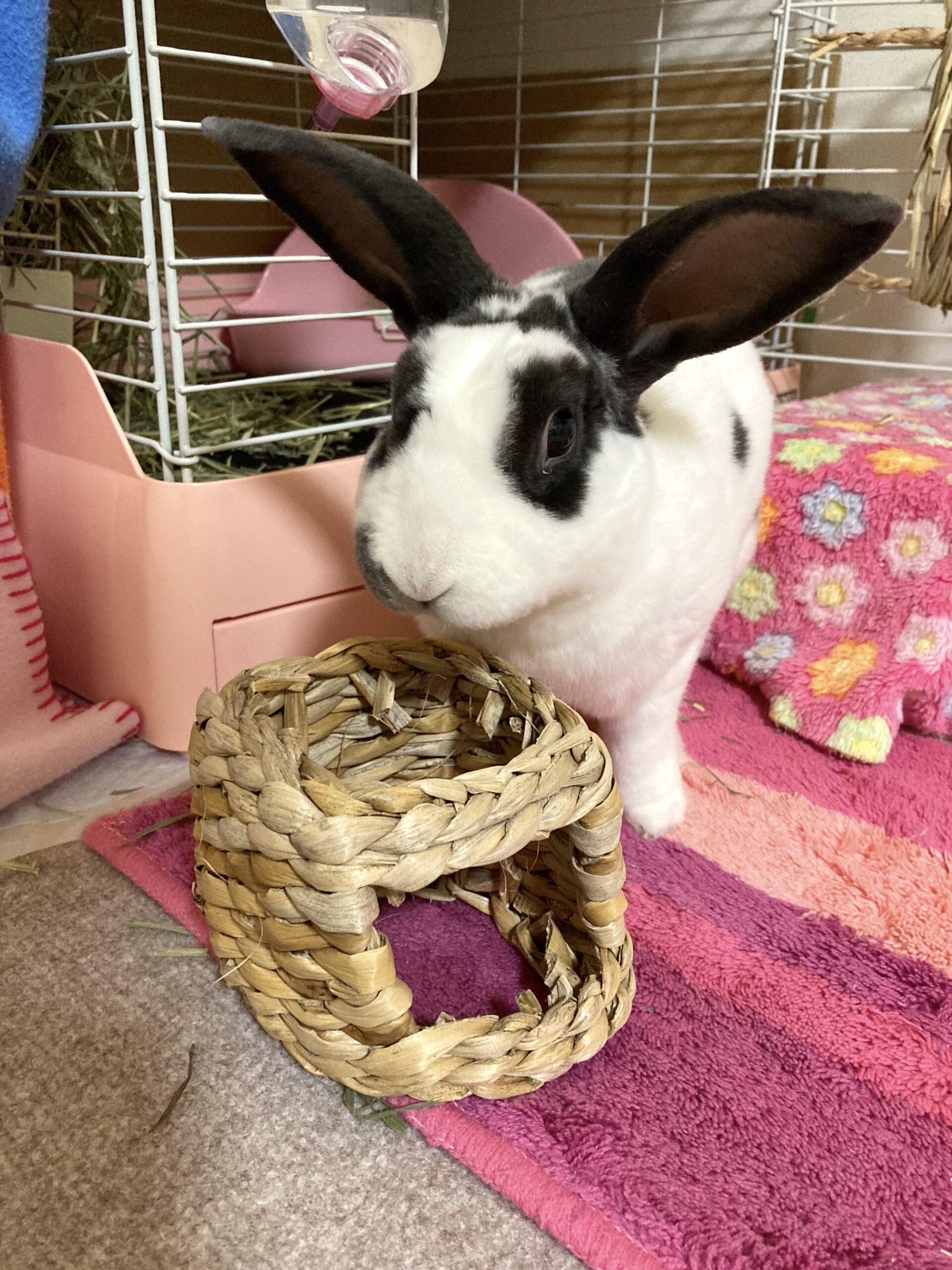 うさぎさんグッズレビュー バナナdeおうち | 瀬戸内うさぎ商店