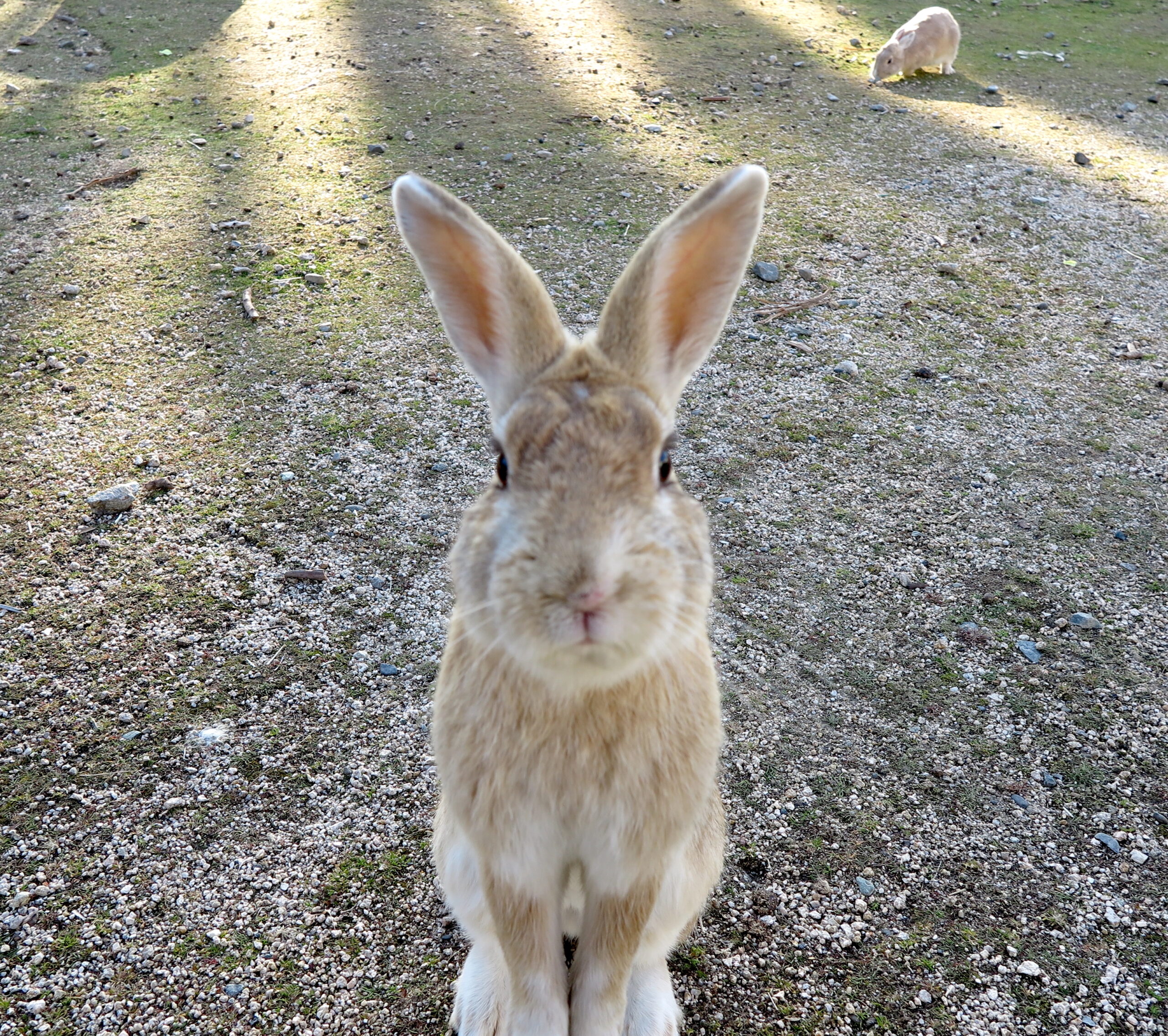 野うさぎさま専用 北欧雑貨】リサ・ラーソンの陶器「野うさぎ」に新色が登場！ | 株式