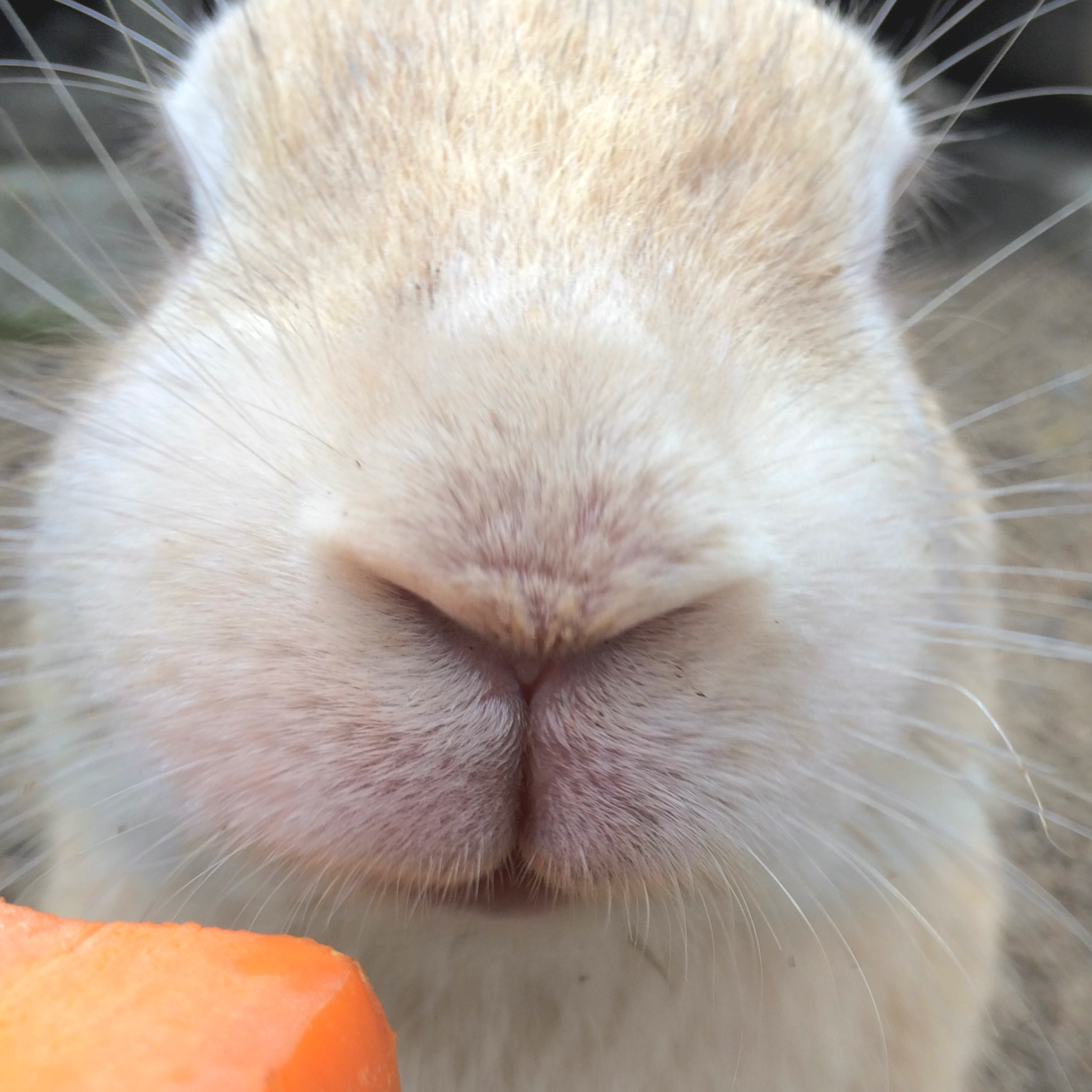 瀬戸内うさぎ商店