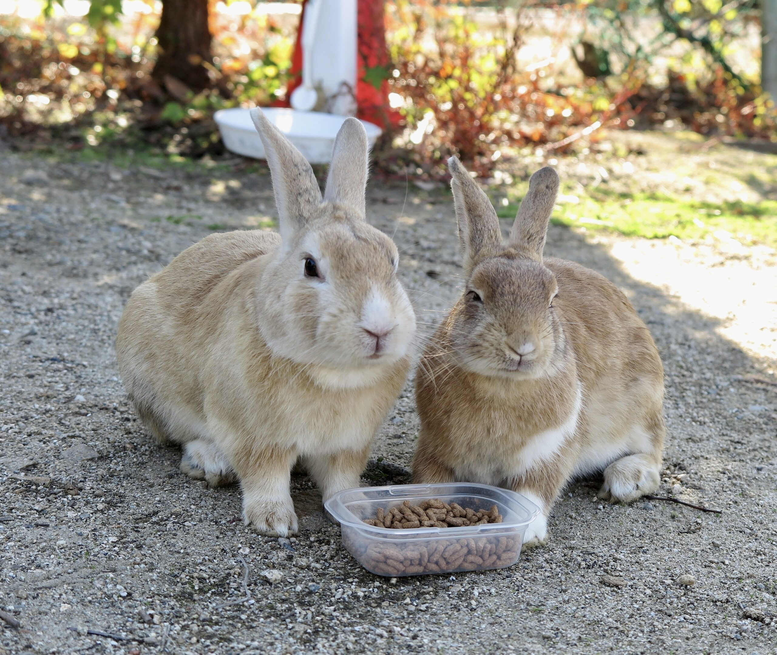 大久野島の楽しみ方 うさぎさん編 | 瀬戸内うさぎ商店