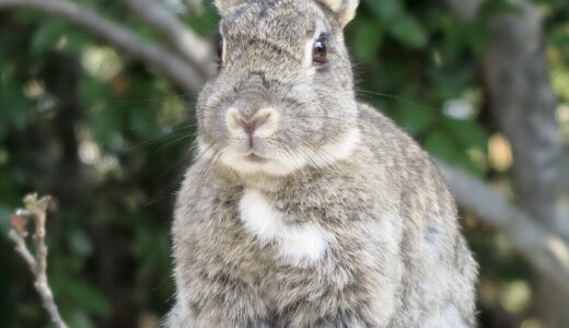 休暇村大久野島に宿泊　おすすめは連泊です。