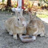 大久野島の楽しみ方　うさぎさん編