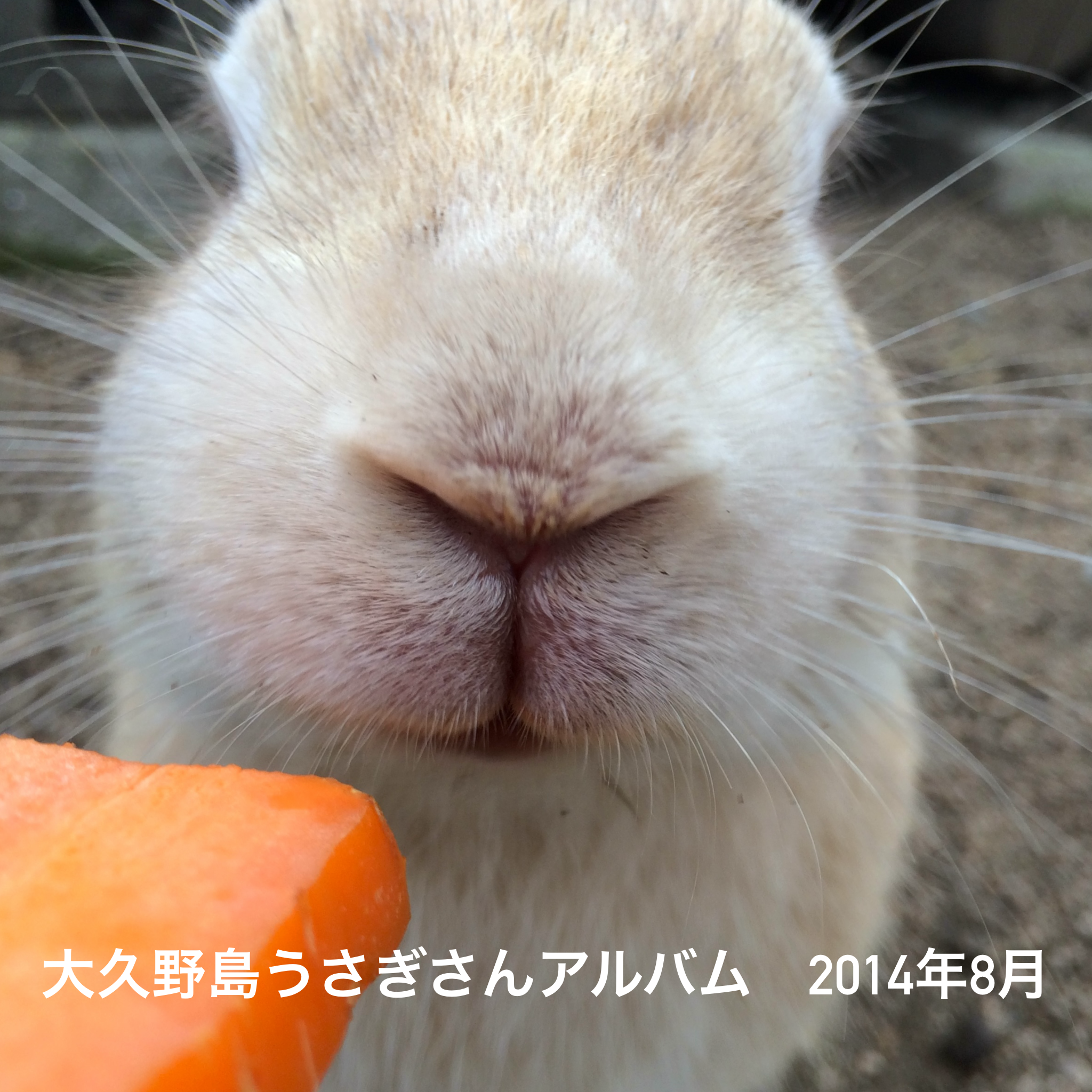 うさぎ。ページ ウサギがうっとりするブラッシングのコツからウサ語講座まで！『ウサギ