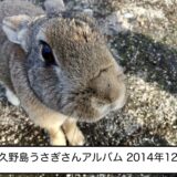 大久野島うさぎさんアルバム 2014年12月