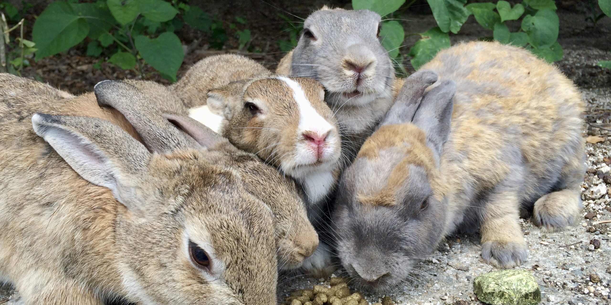 2015年8月 大久野島うさぎさんアルバム | 瀬戸内うさぎ商店